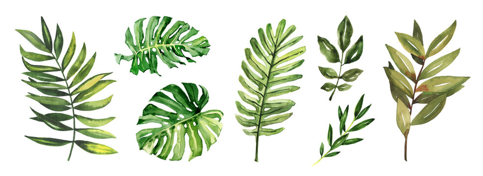 Watercolor hand drawn rainforest tropical leaves botanical illustration set isolated on white background