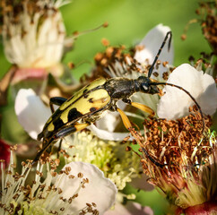 Close up of Leptura Quadrifasciata or Spotted Longhorn in his natural environment on a flower