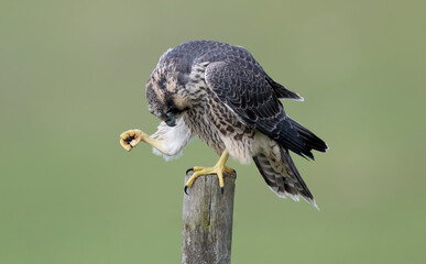 Peregrine Falcon Juvenile on Post