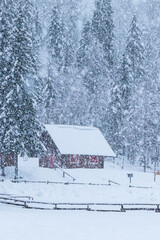 Wooden hut winter snow falling spruce forest isolated
