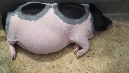 Fat mother pig swine sleeping Focus on firmly  big belly and feet agricultural farm