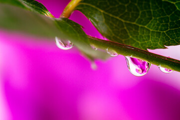 Reflection of nature