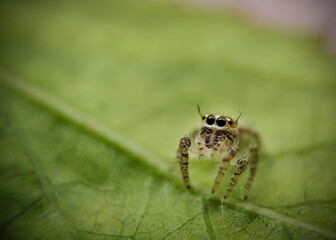 Jumping Spider