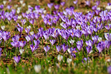 Crocus flowers vibrant purple Velika Planina Slovenia