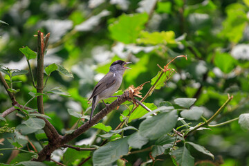 Eurasian blackcap Sylvia atricapilla bird singing