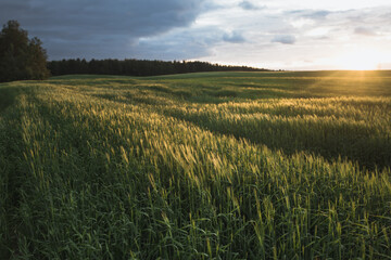 A serene landscape overlooking an overgrown agricultural field and the setting sun behind it - space and light