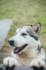 Fluffy shaggy dog Alaskan Malamute - cute face with tongue out