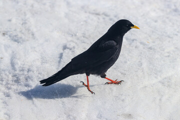 Fototapeta premium Alpine yellow-billed chough Pyrrhocorax graculus snow winter 