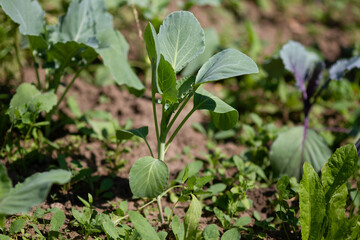 Summer gardening: growing vegetables, green cabbage sprout and leaves on a sunny summer day. 