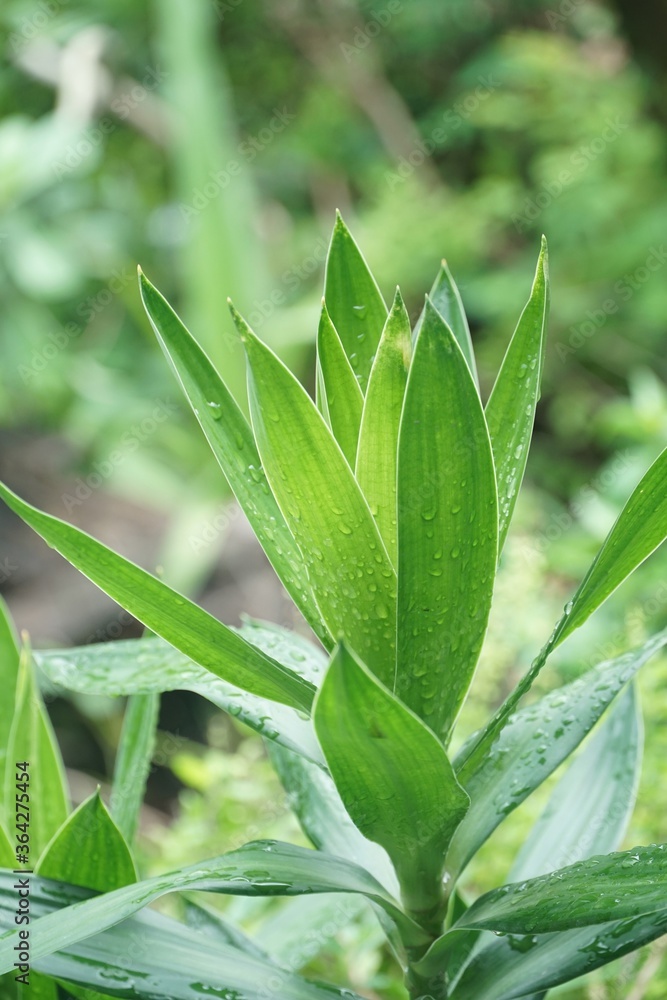 Sticker fresh green dracaena fragrans plant in nature garden