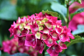 Pink hydrangeas bloom wet from the rain