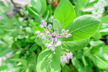 Close up to Calotropis giantea flower