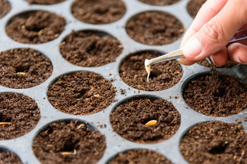 Sapling on Nursery tray