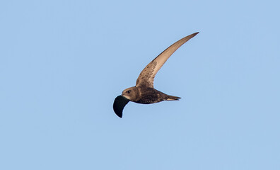 Swift Flying
