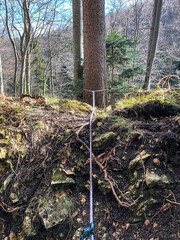 a rope on a tree for climbing