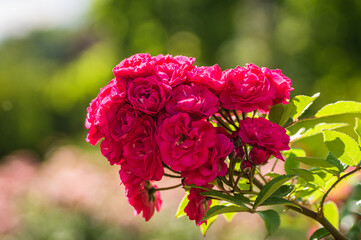 Flower selection
