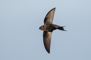 Swift Flying
