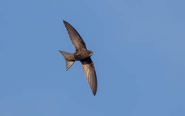 Swift Flying
