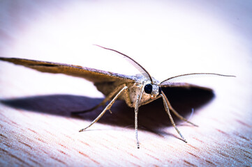 Moth portrait