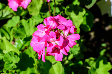Fototapeta premium Group of vivid pink Pelargonium flowers (commonly known as geraniums, pelargoniums or storksbills) and fresh green leaves in a pot in a garden in a sunny spring day, multicolor natural texture.