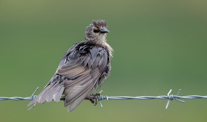 Starling Juvenile