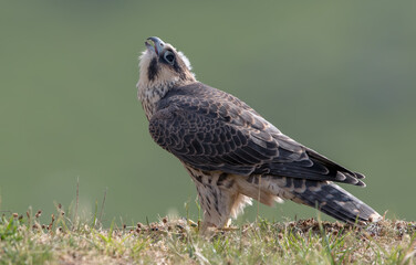 Peregrine Falcon Perched