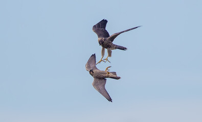 Peregrine Falcon Flying