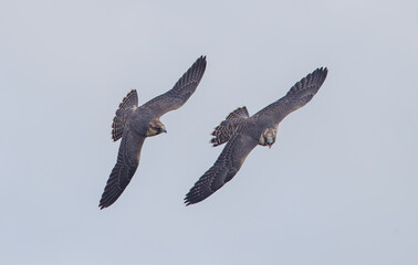 Peregrine Falcon Flying