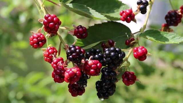 Ripe and unripe blackberries on a panicle