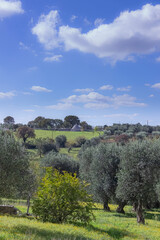 Obraz premium Typical example of rural Apulian landscape in Italy.