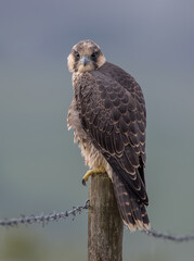 Peregrine Falcon Juvenile on Post
