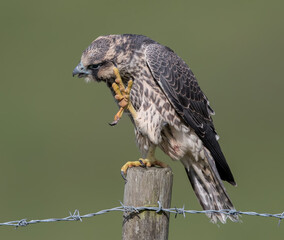 Peregrine Falcon Juvenile on Post