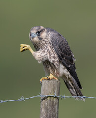 Peregrine Falcon Perched