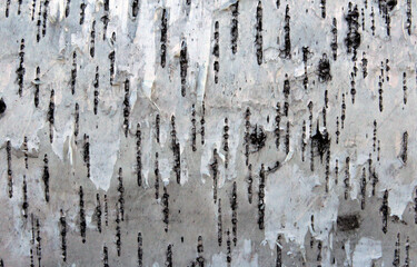 Background from a birch. Background from birch bark