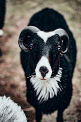 sheep and rams