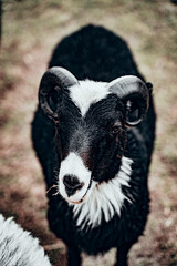 sheep and rams