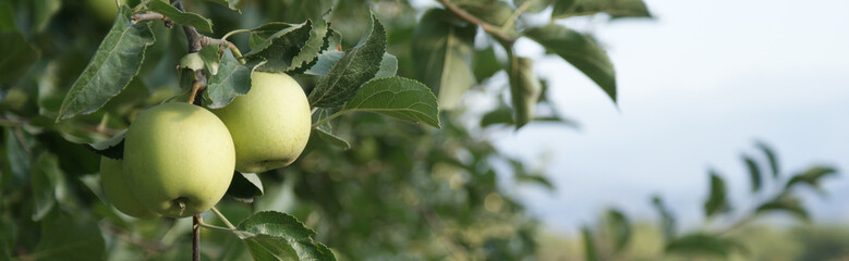 apples on a tree in the sun. early morning . close-up . wide panorama background concept
