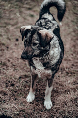 pooch
