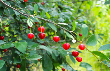 Branch with red cherries in the garden