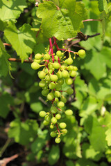 Small green homemade grapes in the garden