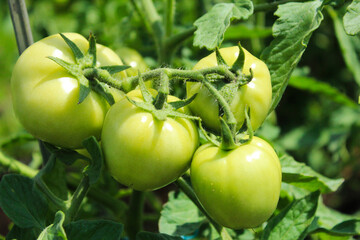 Small green tomatoes in the garden