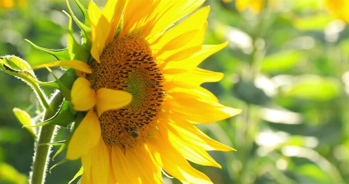 les abeilles butinent les champs de tournesol