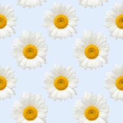 Seamless pattern of spring and summer flowers. Bright wild, forest and meadow flowers.