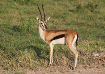 Naklejka na ściany i meble Thomson's gazelle (Eudorcas thomsoni). A beautiful specimen in the foreground in the middle of the grassy lawn. Amboseli national park, Kenya.