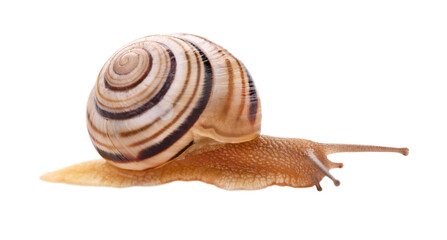 Garden snail in front, isolated on white background.