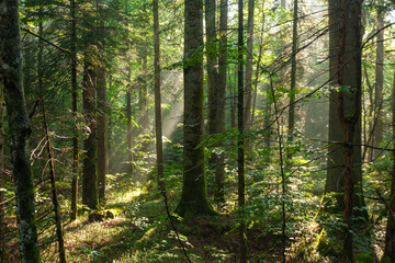 primary forest Corkova uvala in Plitvice Lakes National Park, Croatia