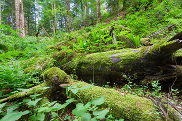 Fototapeta premium primary forest Corkova uvala in Plitvice Lakes National Park, Croatia