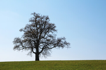 Obraz premium A lonely tree in countryside in Baden-Wurttemberg, Germany