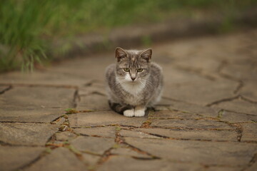 Lonely cat sitting on the road, bw.
