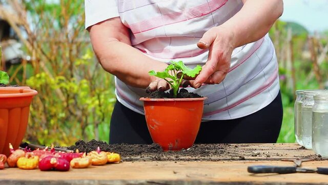 Elderly woman of Caucasian ethnicity in light clothing plants a young green flower in a brown pot and sprinkles earth on an old wooden table, outdoors, gardening and plant care concept